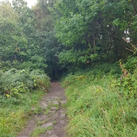 Dark Wooded Footpath